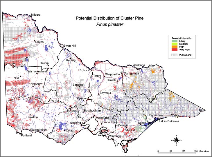 Map:  Potential distribution - Cluster Pine