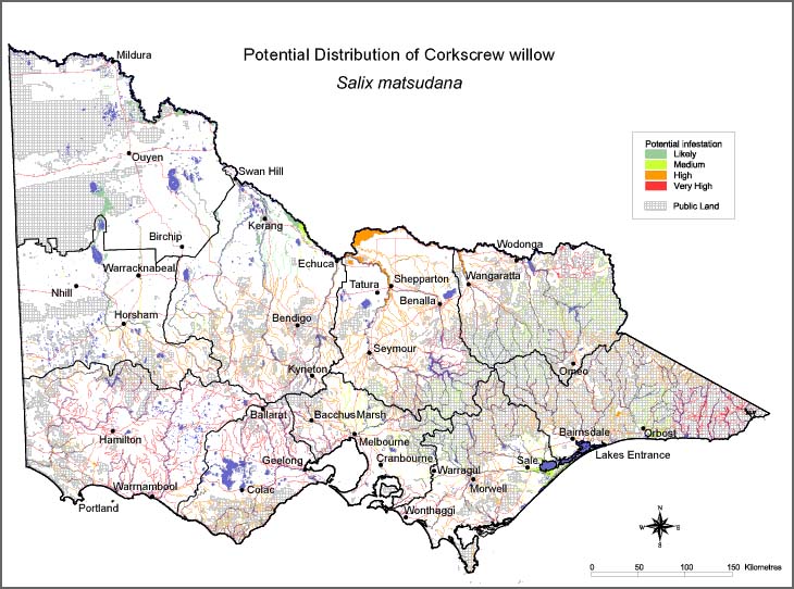 Map:  Potential distribution - Corkscrew Willow