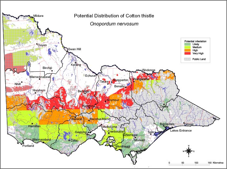 Map:  Potential distribution - Cotton Thistle