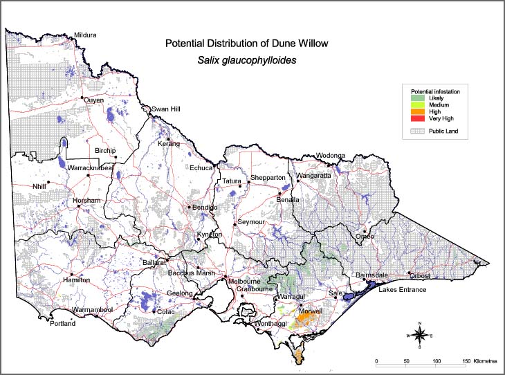Map:  Potential distribution - Dune Willow