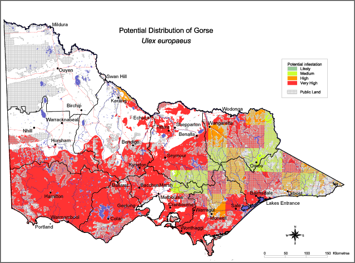 Map:  Potential distribution - Gorse