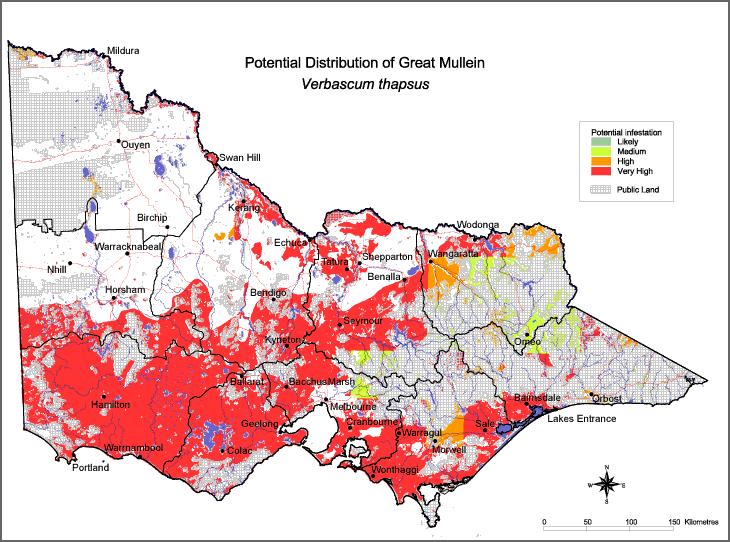 Map:  Potential distribution - Great Mullein