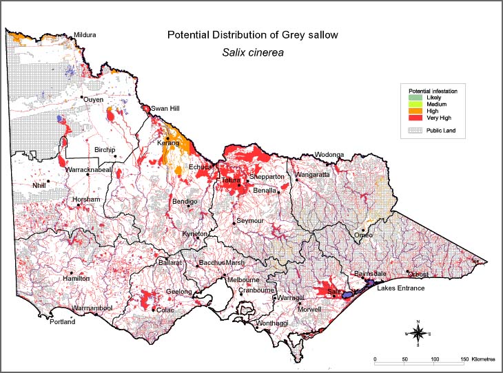 Map:  Potential distribution - Grey Sallow