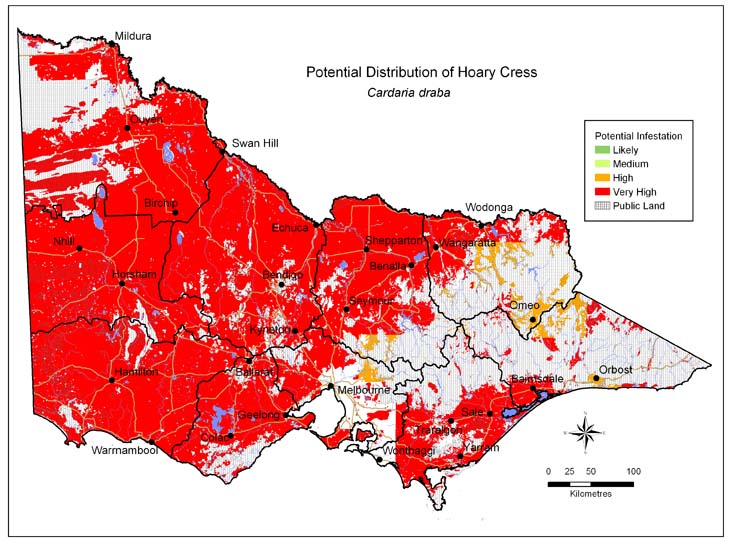 Map:  Potential distribution - Hoary Cress