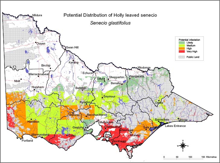 Map:  Potential distribution - Holly Leaved Senecio
