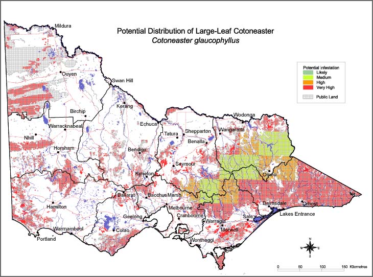 Map:  Potential distribution - Large Leaf Cotoneaster