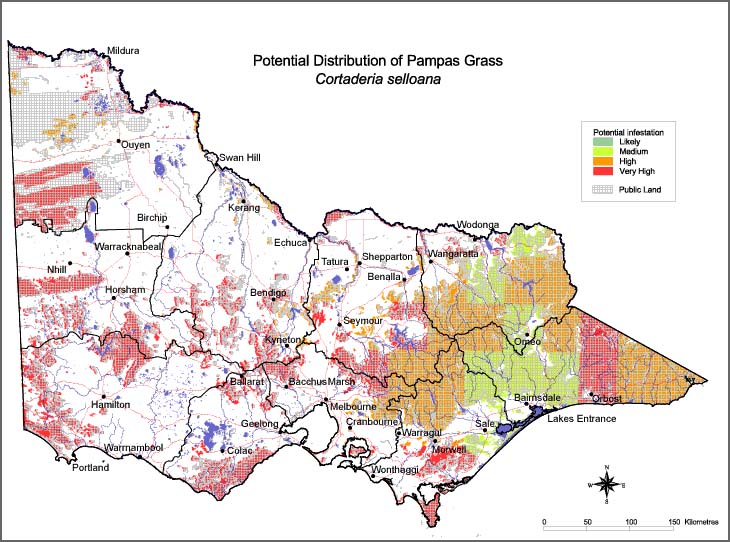 Map:  Potential distribution - Pampas Grass