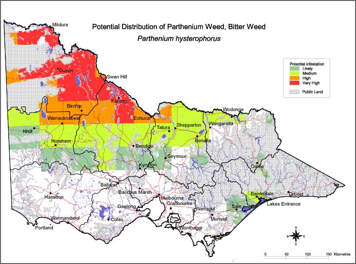 Map:  Potential distribution - Parthenium Weed