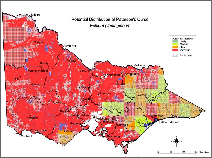 Map:  Potential distribution - Paterson's Curse
