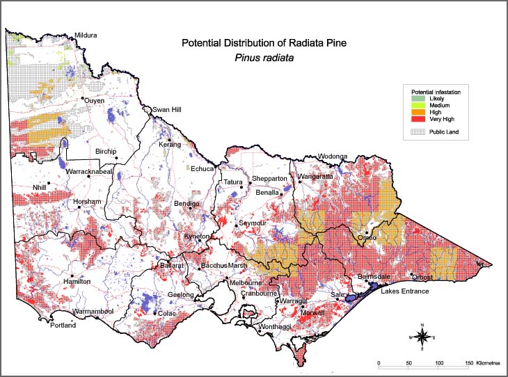 Map:  Potential distribution - Radiata Pine