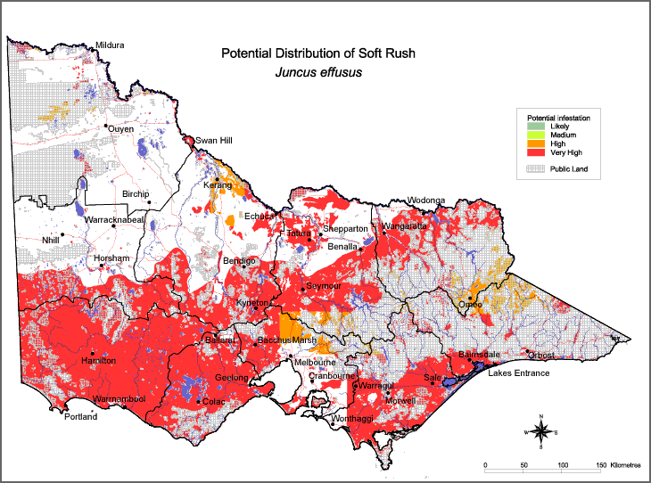 Potential distribution of Soft Rush in Victoria