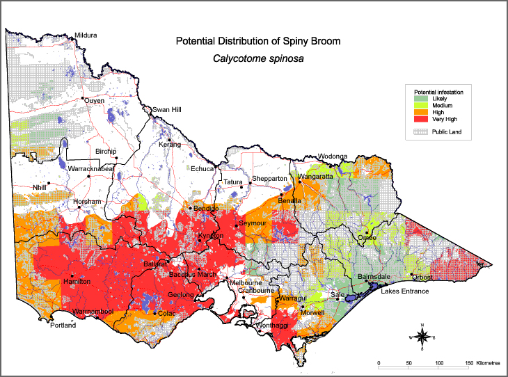 Map:  Potential distribution - Spiny Broom