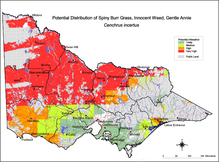 Map:  Potential distribution - Spiny Burr