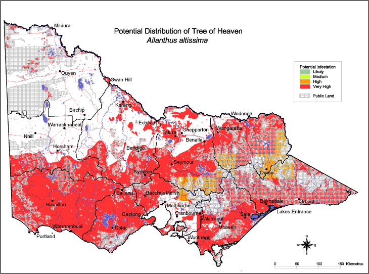 Map:  Potential distribution - Tree of Heaven