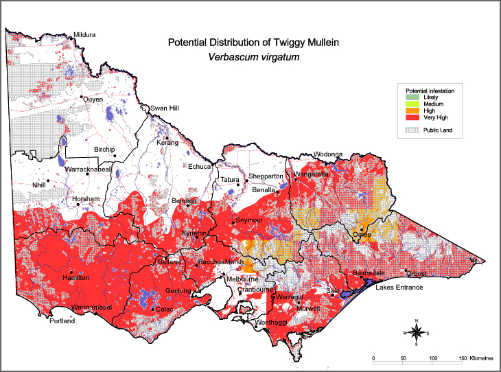 Map:  Potential distribution - Twiggy  Mullein