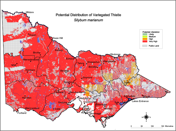 Map:  Potential distribution - Variagated Thistle
