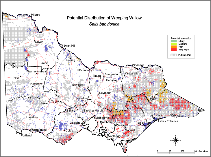 Potential distribution of Weeping Willow in Victoria