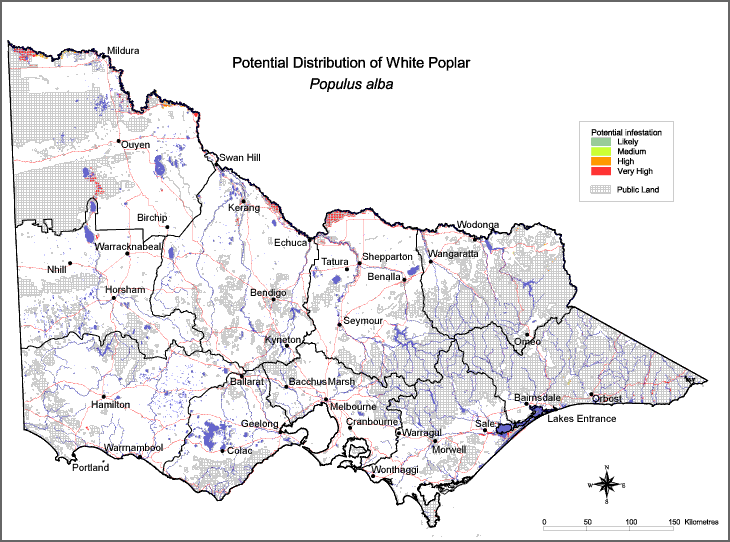 Potential distribution of White Poplar in Victoria