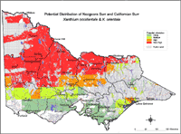Map: Potential distribution of Noogoora