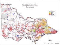 Map: Potential distribution of Olive
