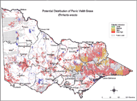 Map:  Potential distribution Panic Veldt Grass