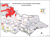Map:  Potential distribution Perennial Ragweed