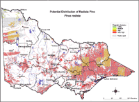 Map:  Potential distribution Radiata Pine