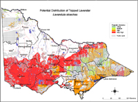 Map:  Potential distribution Topped Lavender