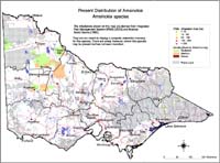Map:  Present distribution Amsinckia