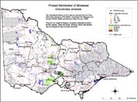 Map:  Present distribution Bindweed
