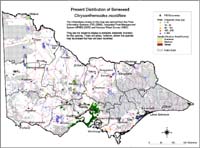 Map:  Present distribution Boneseed