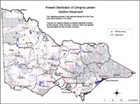 Map:  Present distribution Chingma Lantern