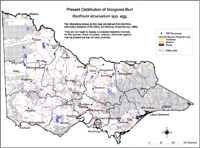 Map:  Present distribution Noogoora Burr