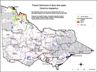 Map:  Present distribution Spiny Burr Grass