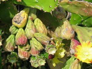 Photo: Prickly pear fruit