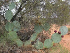 Photo: Prickly Pear Wheel Cactus