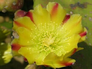 Photo: Prickly Pear flower