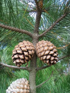 Radiata pine cone and foliage