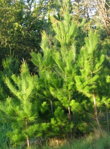 Radiata pine infestation