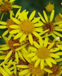 Photo: Ragwort flowers