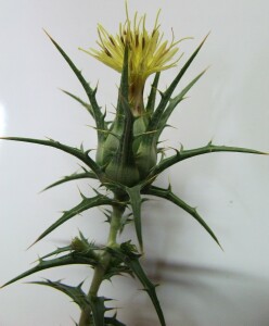 Photo: Saffron Thistle - flowerhead