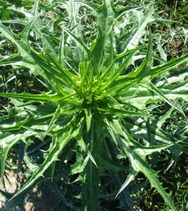 Photo: Saffron Thistle - young plant
