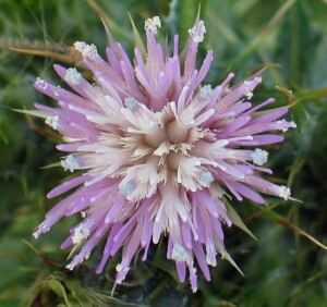 Photo: Slender Thistle Flowers Detail