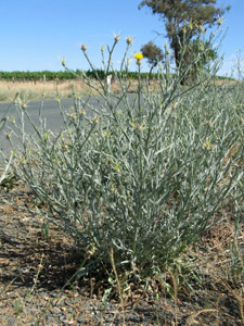 Photo: St Barnaby's Thistle - plant