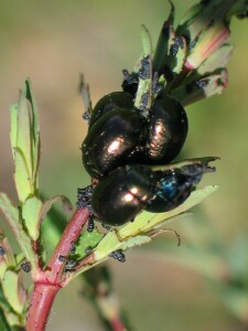 Photo: Chrysolina leaf beetles eating young St John's Wort plant