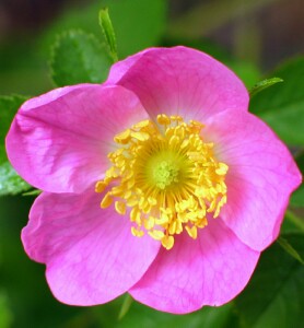 Photo: Sweet Briar Flower