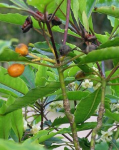 Sweet pittosporum leaves and fruit