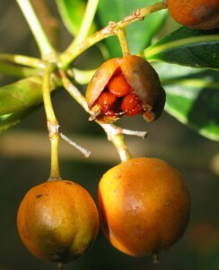 Sweet pittosporum fruit