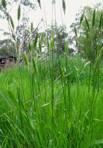 Photo: Sweet Vernal Grass