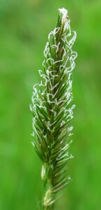 Photo: Sweet Vernal Grass seed head